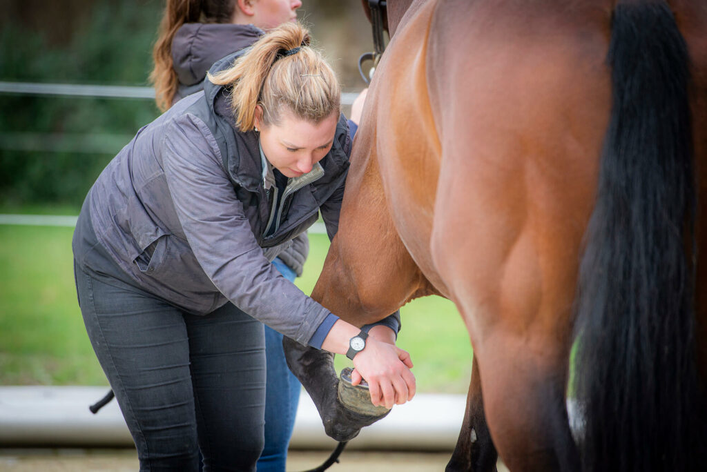 Header EquiDoc Chaam