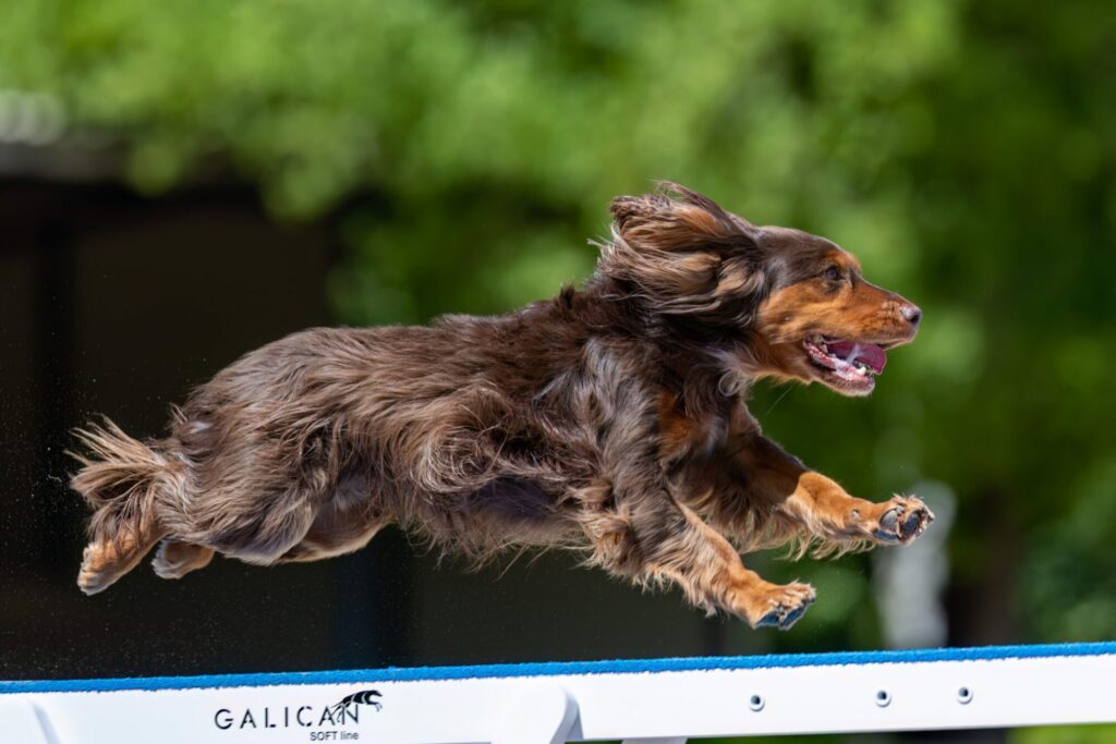 Header Animal Products