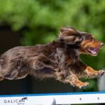 Header Animal Products