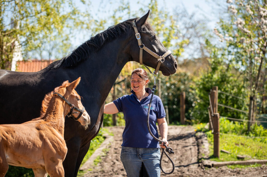 Header Reikja Paardenfokkerij