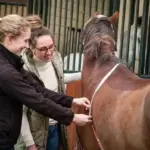 website-voedingsconsulent-paard