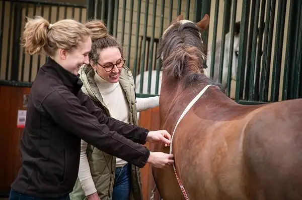 website-voedingsconsulent-paard